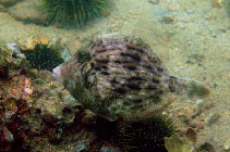 Image of Stephanolepis cirrhifer (Threadsail filefish)