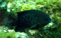 Image of Stegastes imbricatus (Cape Verde gregory)