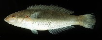 tn_Stint_m0.jpg