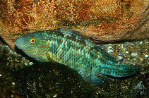 Image of Symphodus melops (Corkwing wrasse)