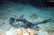 Image of Taeniurops meyeni (Round ribbontail ray)