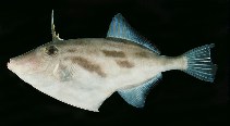 tn_Thspp_u9.jpg