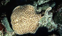 tn_Tospp_u0.jpg