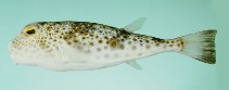 tn_Tospp_u1.jpg