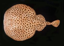 tn_Tospp_u3.jpg