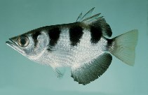 tn_Tospp_u6.jpg