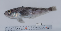 Image of Trematomus eulepidotus (Blunt scalyhead)