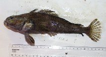 Image of Trematomus hansoni (Striped rockcod)