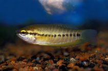 Image of Trichopodus pectoralis (Snakeskin gourami)