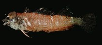 tn_Trspp1u0.jpg
