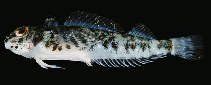 tn_Trspp1u4.jpg