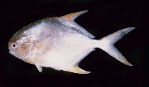 tn_Trspp1u5.jpg