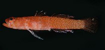 tn_Trspp1u8.jpg