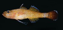 tn_Trspp1uf.jpg