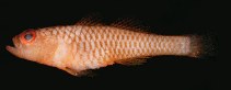 tn_Trspp1un.jpg