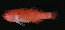 tn_Trspp1ur.jpg