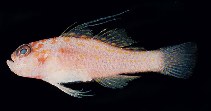 tn_Trspp2u0.jpg