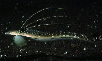 tn_Trspp_m0.jpg