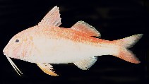tn_Upspp_u0.jpg