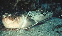 tn_Urspp_u0.jpg