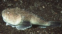 tn_Urspp_u1.jpg