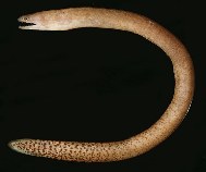 tn_Urspp_u8.jpg