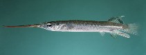 tn_Zespp_m0.jpg
